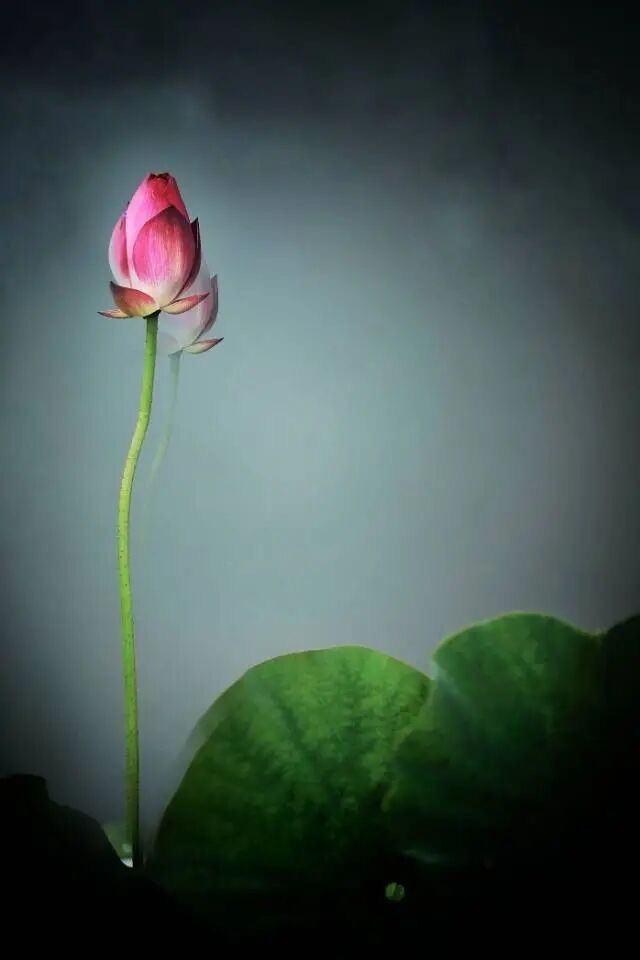 A004
