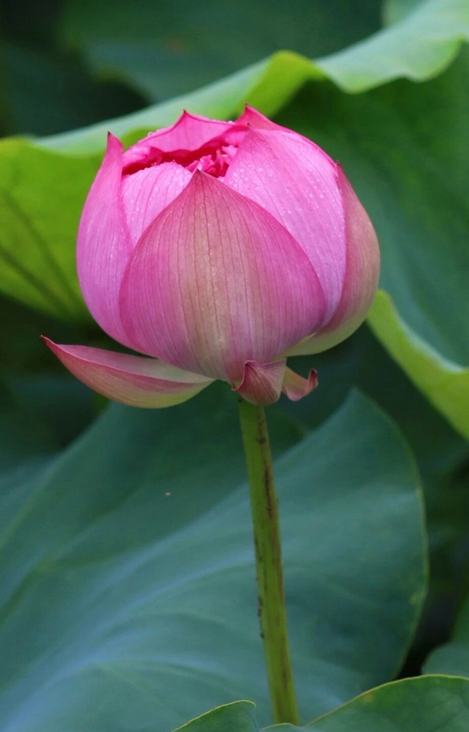 A006