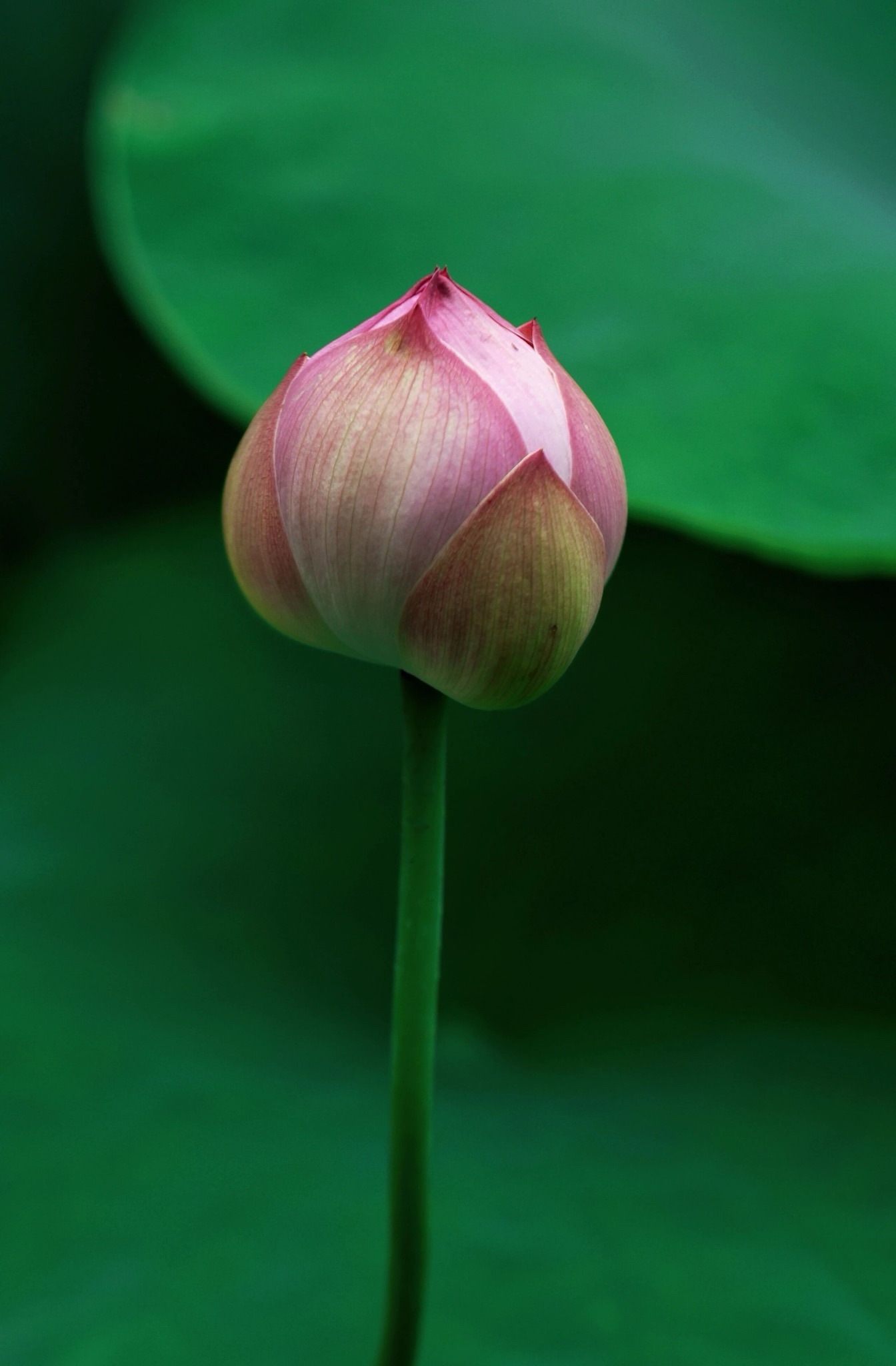 A008