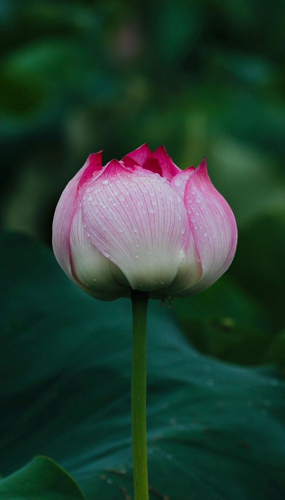 A013
