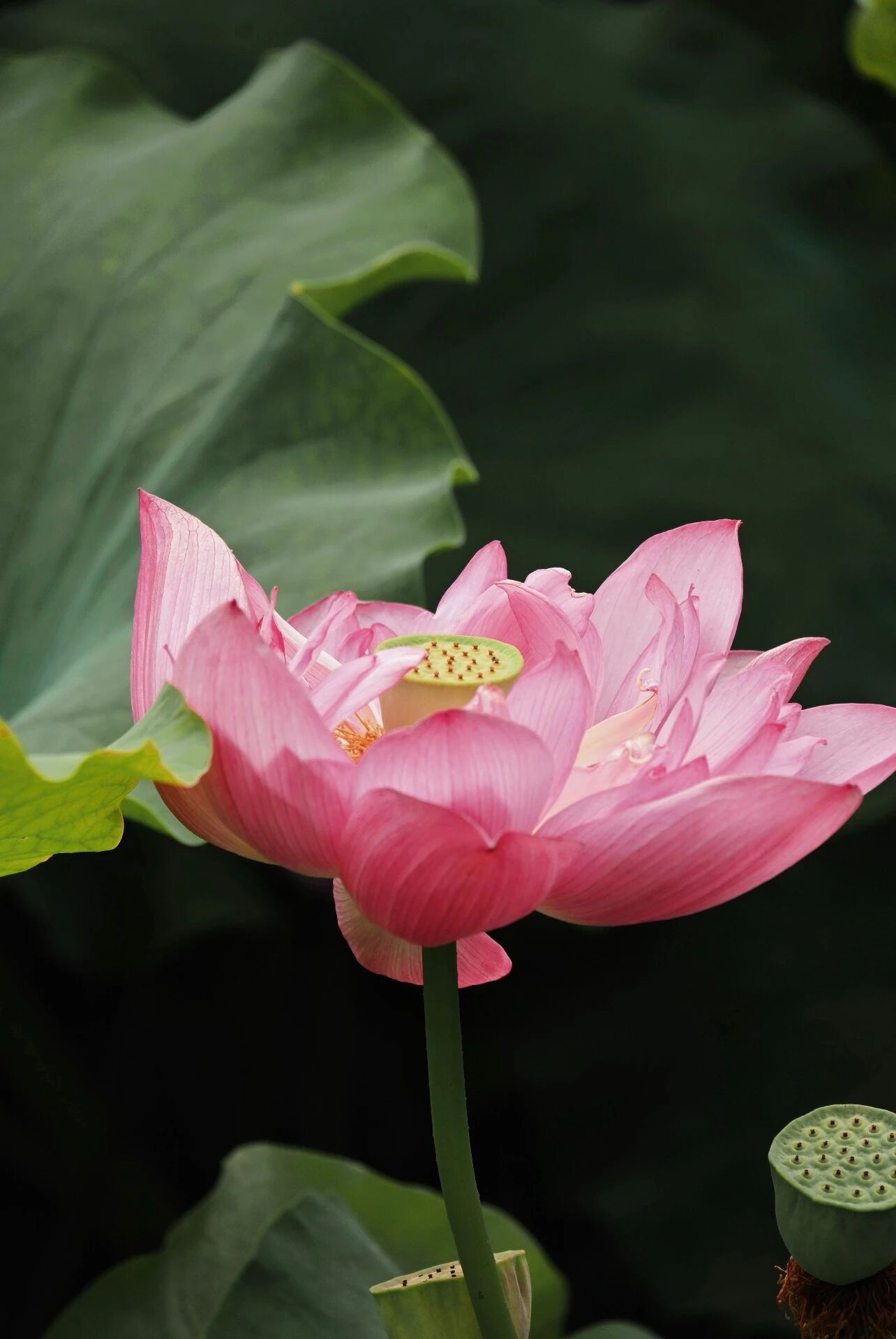 荷花