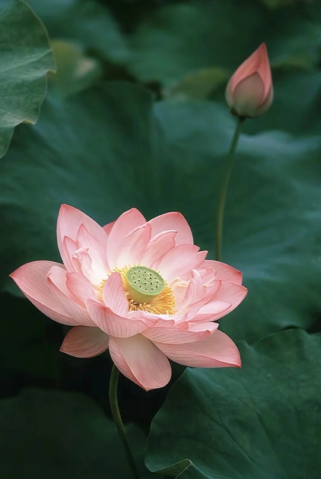 荷花