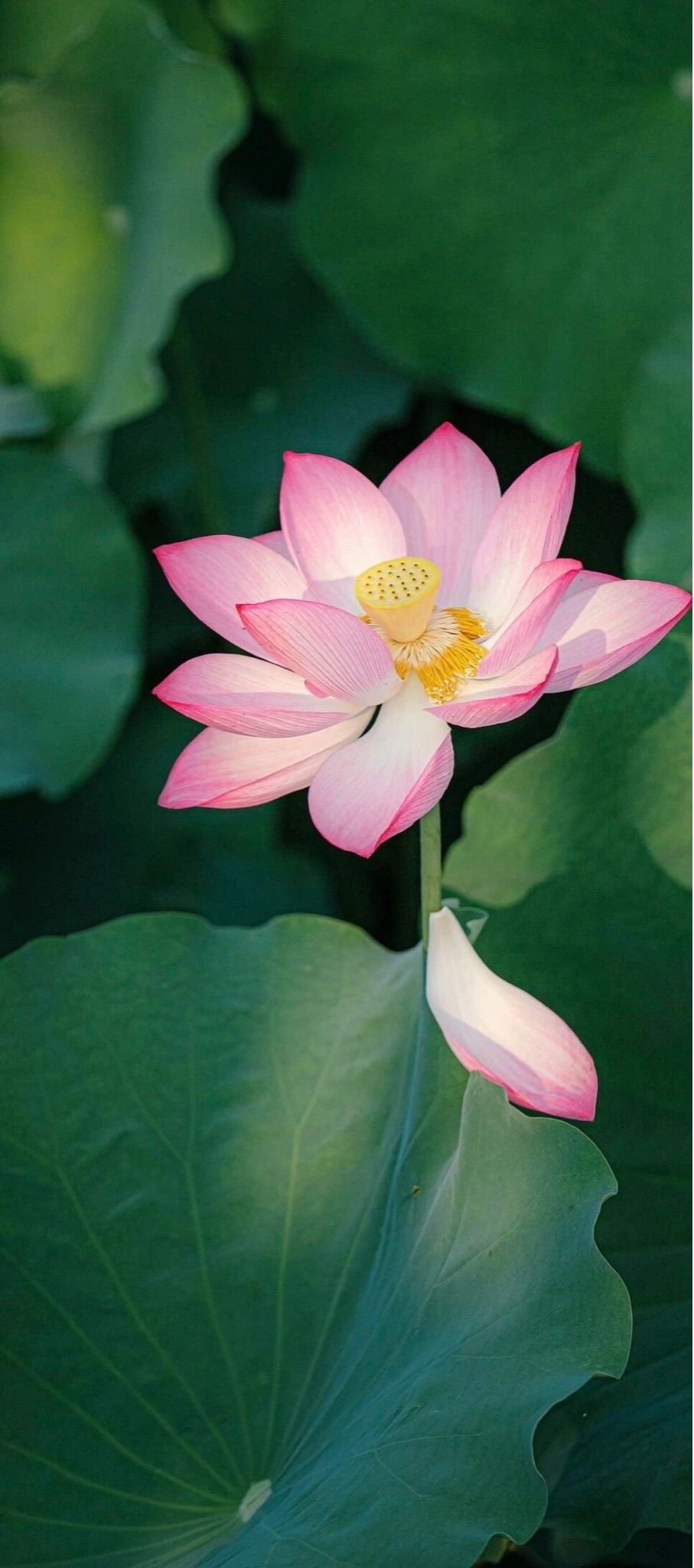 荷花