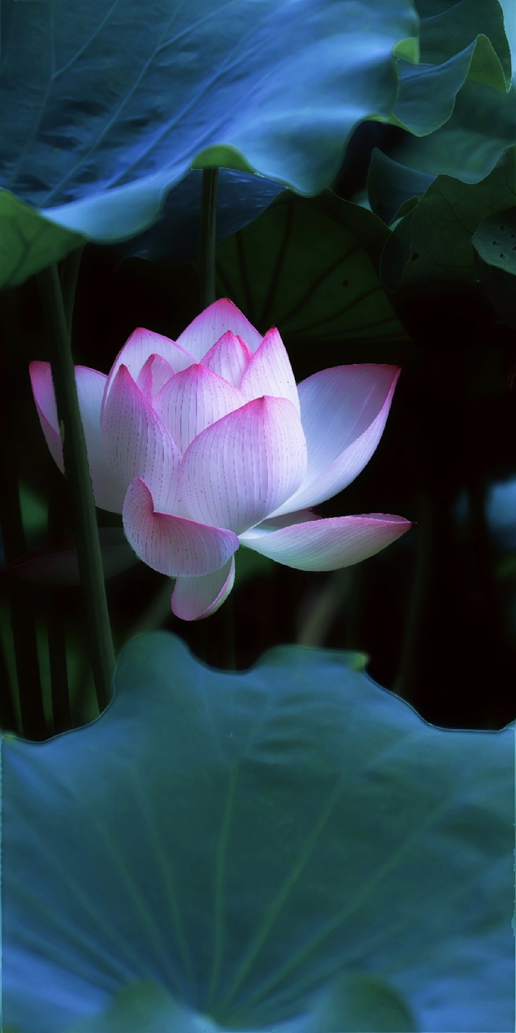 C001