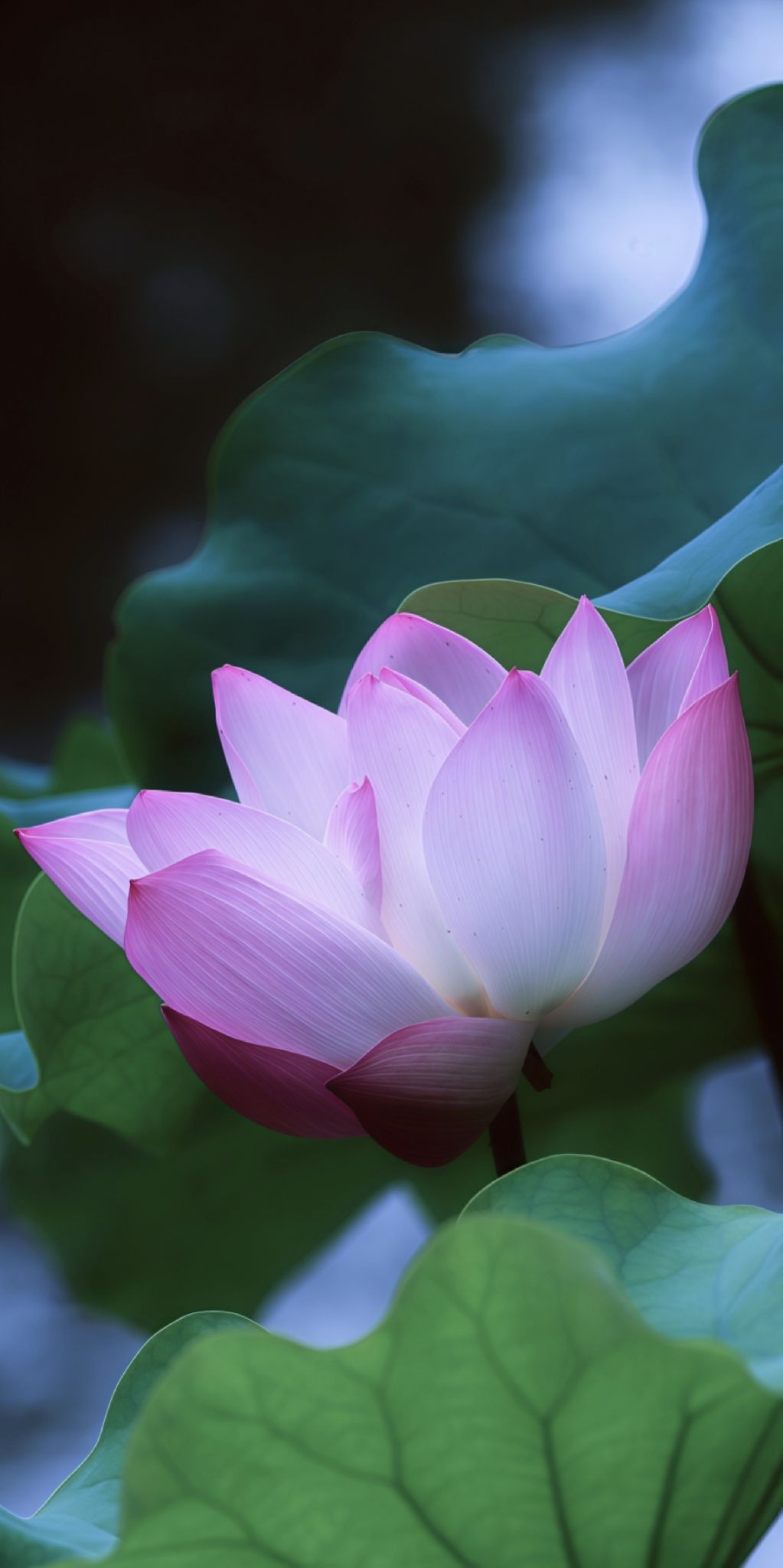 C002