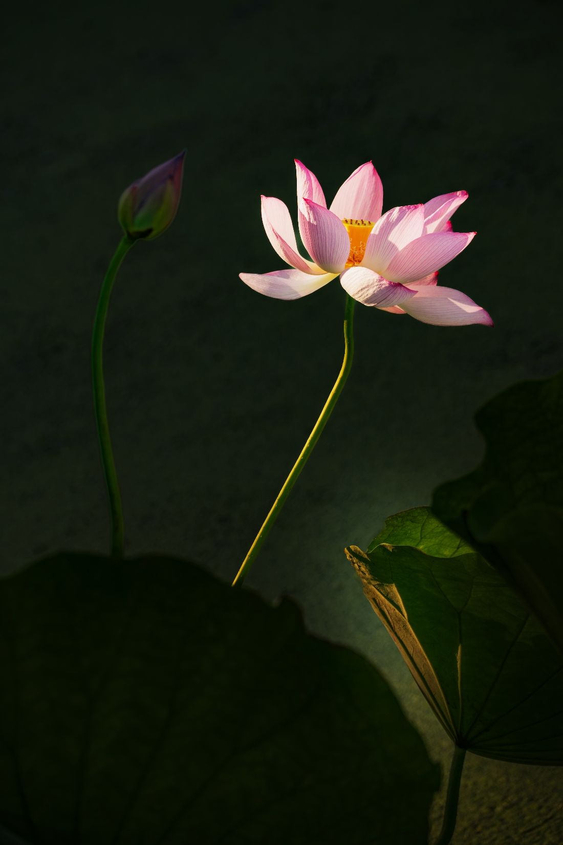 光影莲心