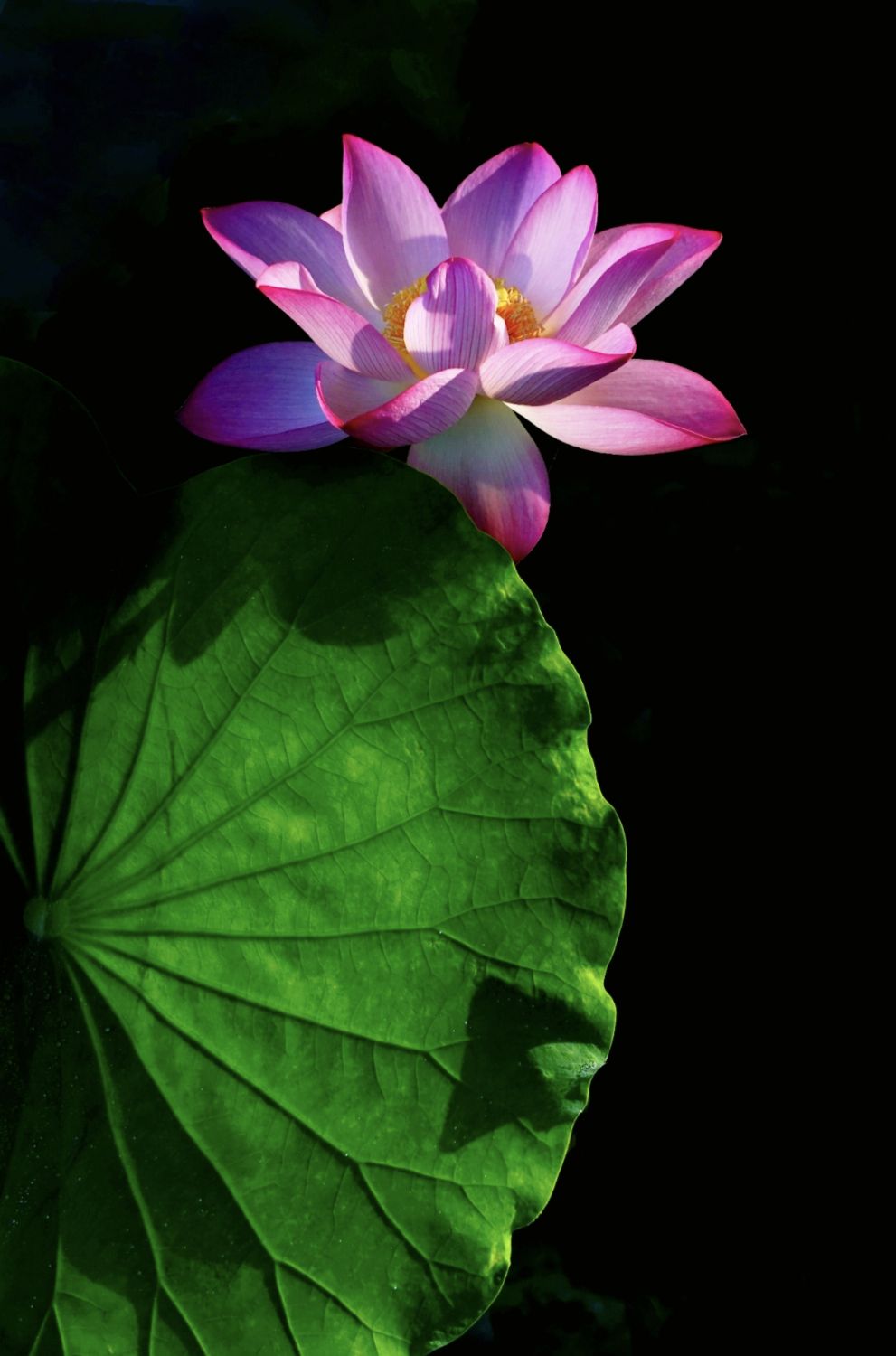 H001