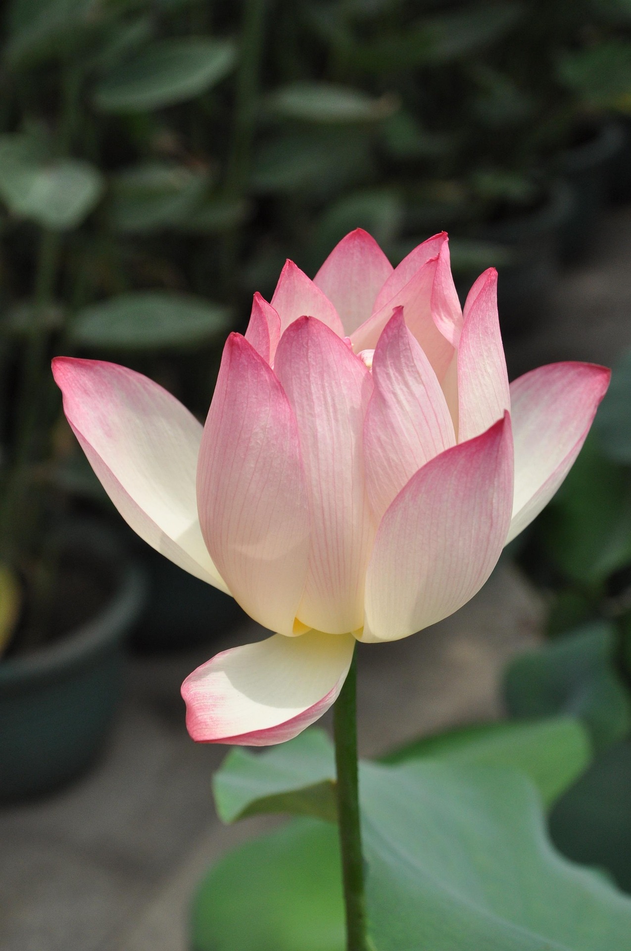 Artzhangqingfeng lotus 142028 1920