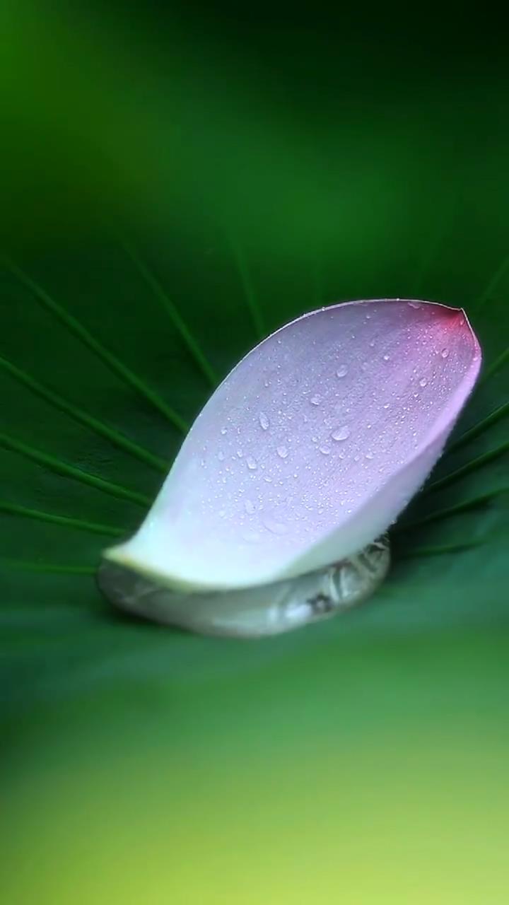 Hehua005