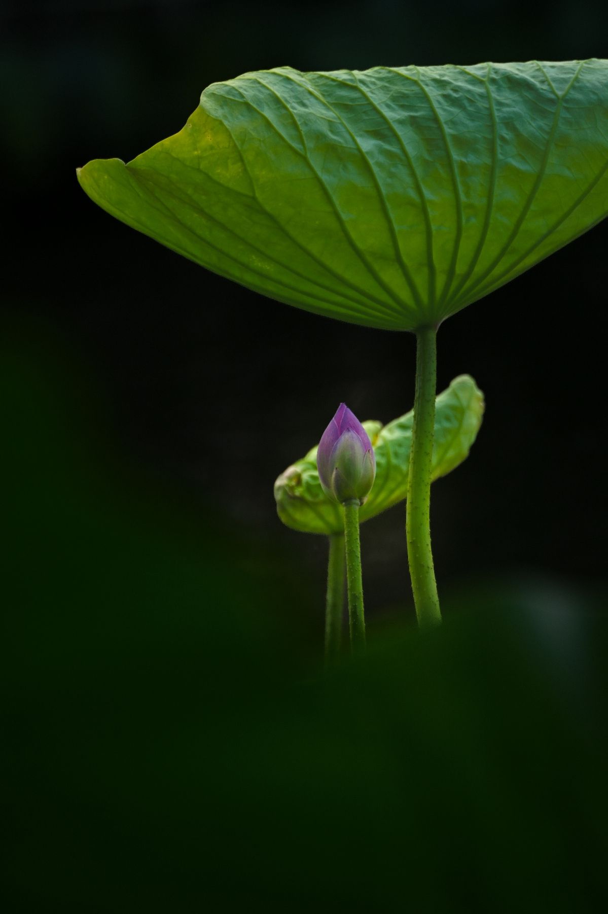 荷影