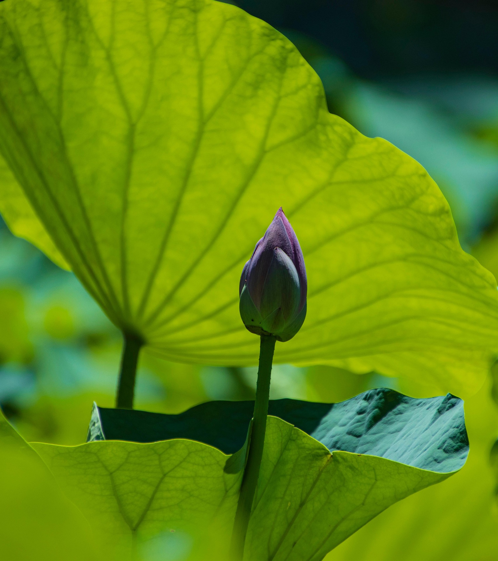 Lancier lotus 7298613 1920