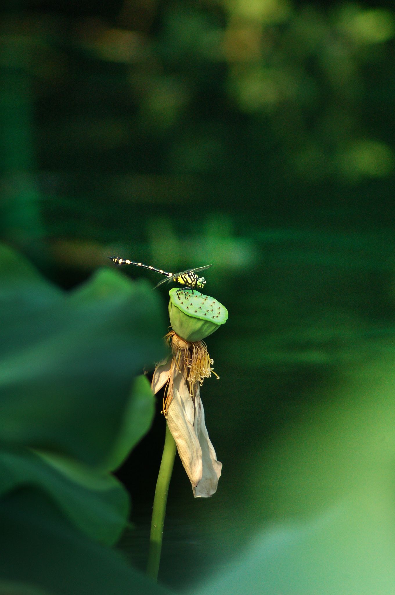 Mansense dragonfly 2433811