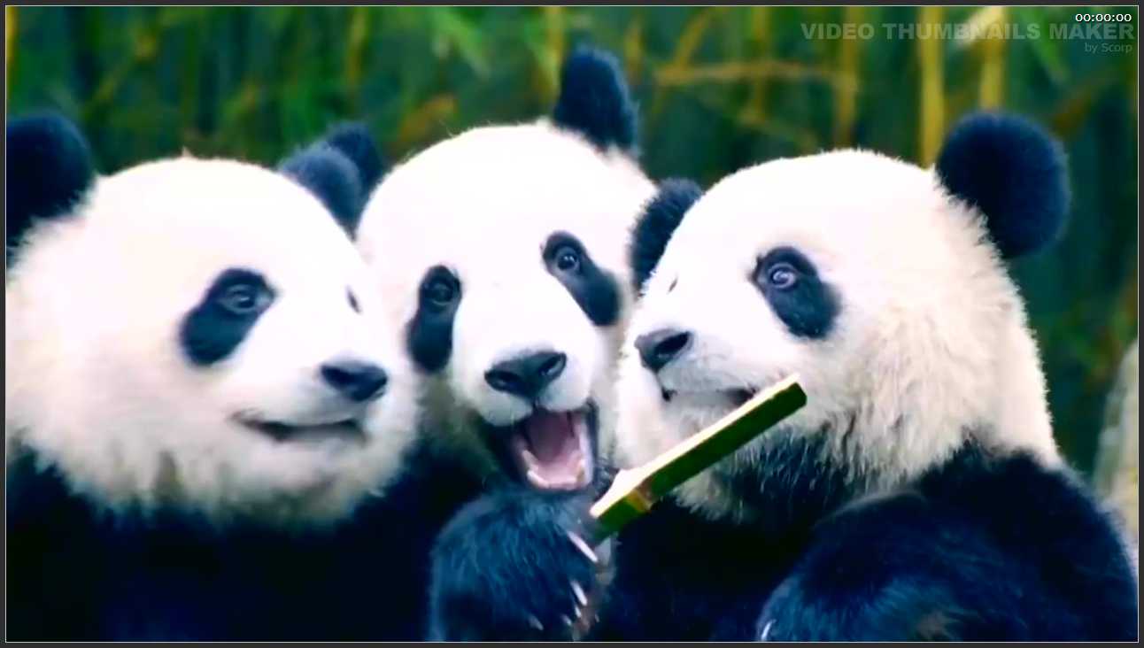 196 广东 广州长隆旅游度假区