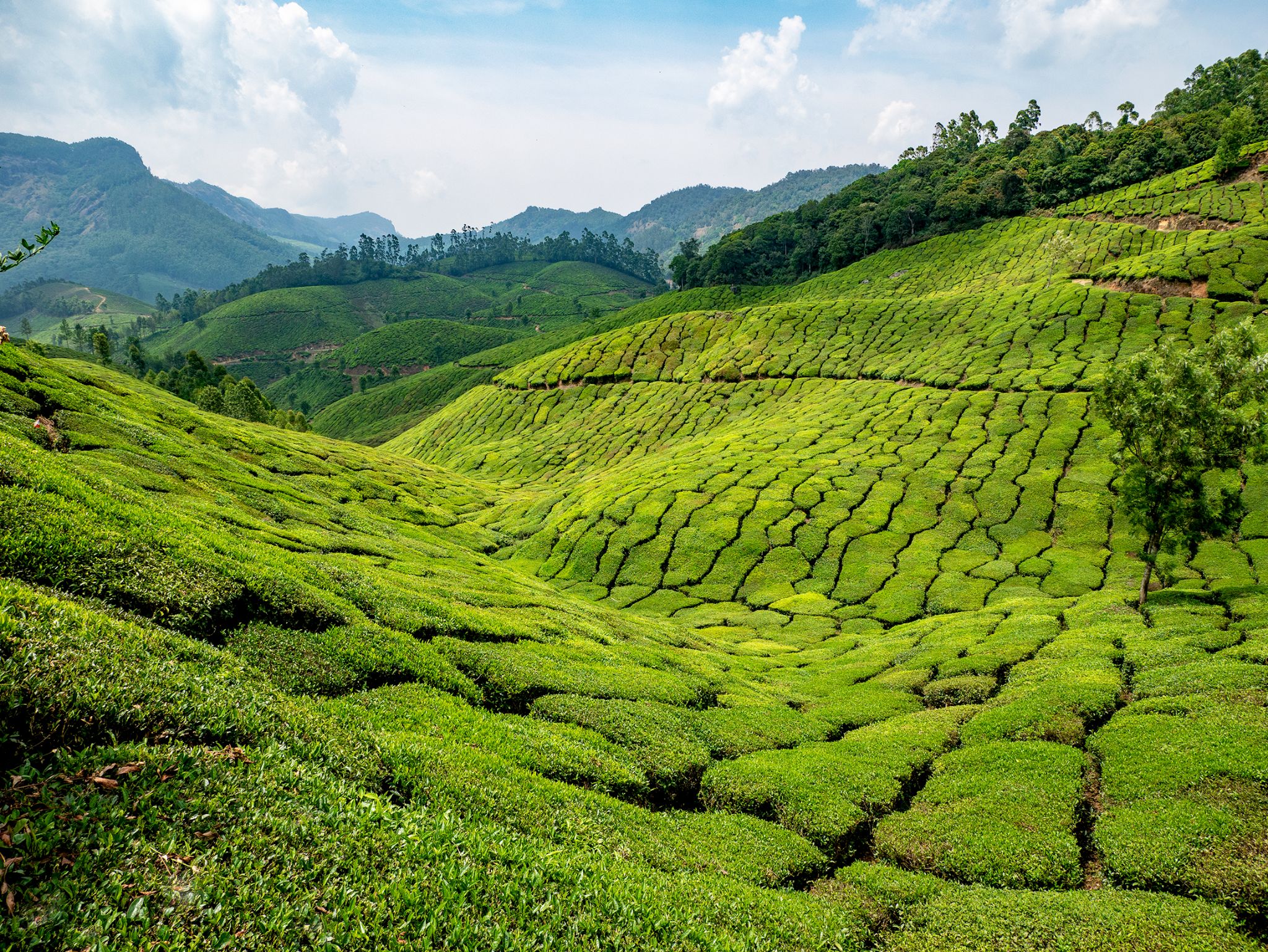 Munnar India 9 Tea Plantation