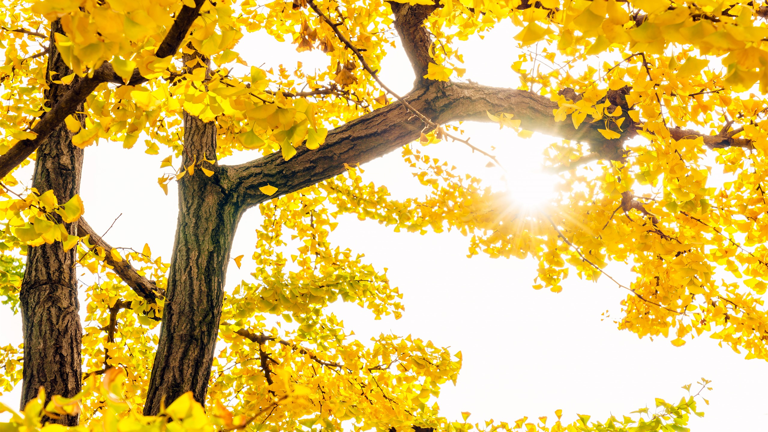 Biying 2560x1440 0008