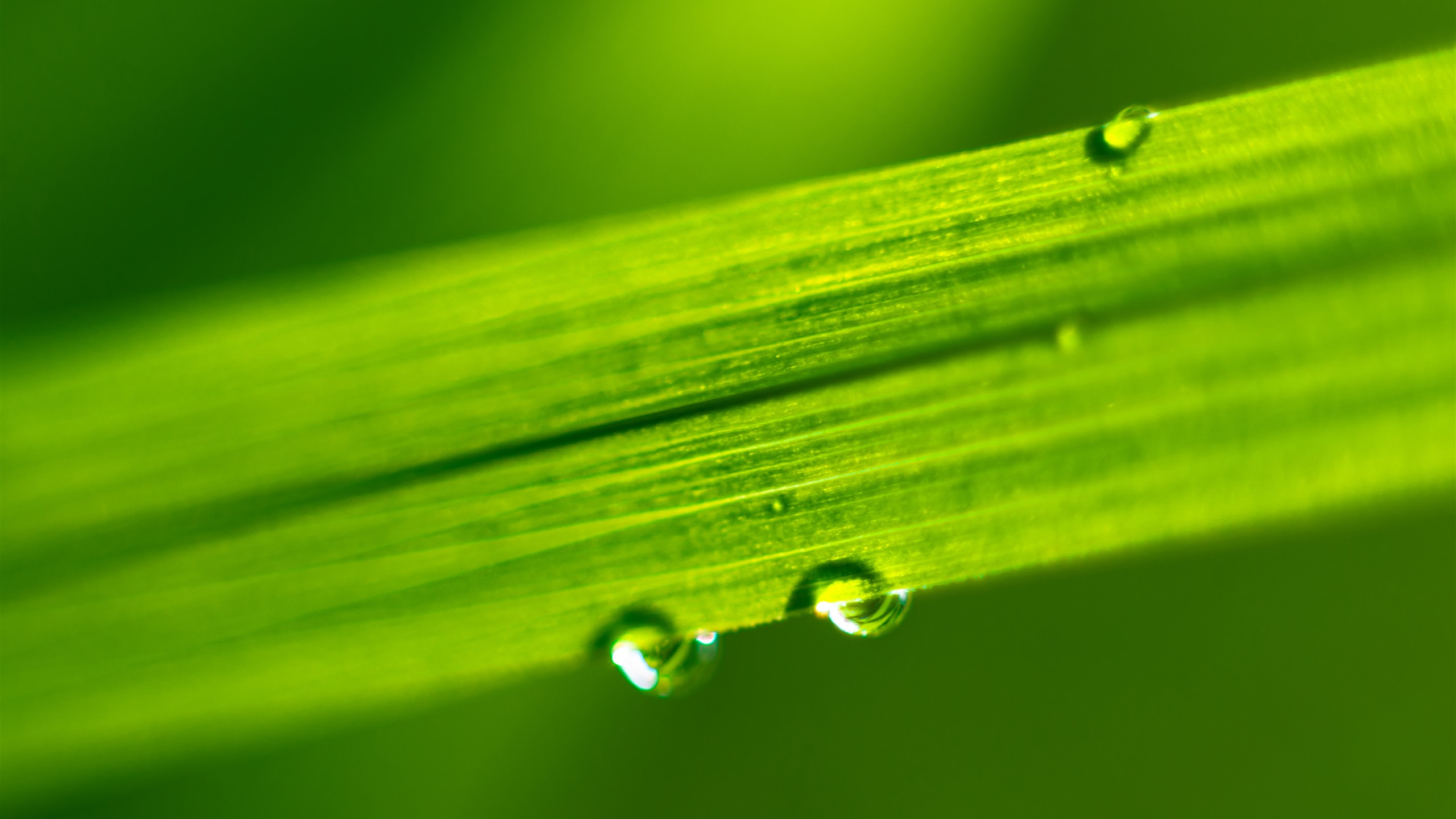 Biying 2560x1440 0012