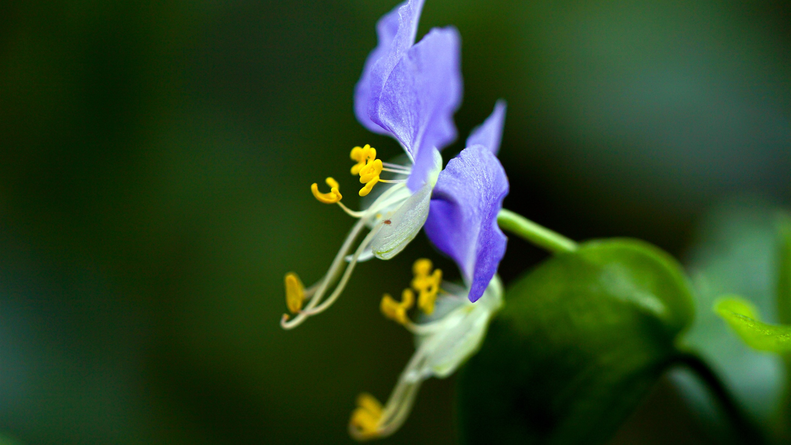 Biying 2560x1440 0022